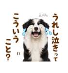 毎日使える！感情豊か可愛いボーダーコリー（個別スタンプ：7）