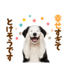 毎日使える！感情豊か可愛いボーダーコリー（個別スタンプ：8）