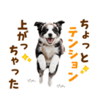 毎日使える！感情豊か可愛いボーダーコリー（個別スタンプ：9）
