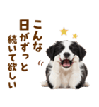 毎日使える！感情豊か可愛いボーダーコリー（個別スタンプ：11）