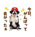 毎日使える！感情豊か可愛いボーダーコリー（個別スタンプ：12）