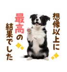毎日使える！感情豊か可愛いボーダーコリー（個別スタンプ：13）