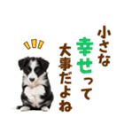 毎日使える！感情豊か可愛いボーダーコリー（個別スタンプ：14）