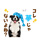 毎日使える！感情豊か可愛いボーダーコリー（個別スタンプ：15）