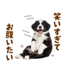 毎日使える！感情豊か可愛いボーダーコリー（個別スタンプ：16）