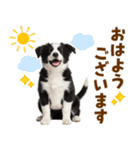毎日使える！感情豊か可愛いボーダーコリー（個別スタンプ：17）
