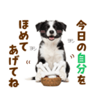 毎日使える！感情豊か可愛いボーダーコリー（個別スタンプ：18）