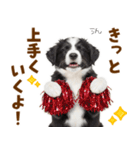 毎日使える！感情豊か可愛いボーダーコリー（個別スタンプ：19）