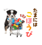 毎日使える！感情豊か可愛いボーダーコリー（個別スタンプ：20）