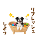 毎日使える！感情豊か可愛いボーダーコリー（個別スタンプ：21）