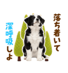 毎日使える！感情豊か可愛いボーダーコリー（個別スタンプ：22）