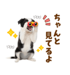 毎日使える！感情豊か可愛いボーダーコリー（個別スタンプ：23）
