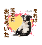 毎日使える！感情豊か可愛いボーダーコリー（個別スタンプ：24）