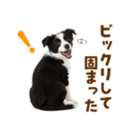 毎日使える！感情豊か可愛いボーダーコリー（個別スタンプ：25）
