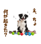 毎日使える！感情豊か可愛いボーダーコリー（個別スタンプ：26）