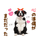 毎日使える！感情豊か可愛いボーダーコリー（個別スタンプ：27）