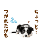 毎日使える！感情豊か可愛いボーダーコリー（個別スタンプ：28）