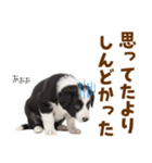 毎日使える！感情豊か可愛いボーダーコリー（個別スタンプ：29）