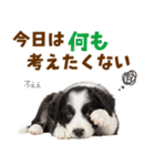 毎日使える！感情豊か可愛いボーダーコリー（個別スタンプ：30）