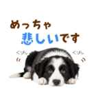 毎日使える！感情豊か可愛いボーダーコリー（個別スタンプ：31）