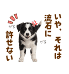 毎日使える！感情豊か可愛いボーダーコリー（個別スタンプ：32）