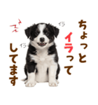 毎日使える！感情豊か可愛いボーダーコリー（個別スタンプ：33）