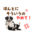 毎日使える！感情豊か可愛いボーダーコリー（個別スタンプ：34）