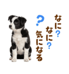 毎日使える！感情豊か可愛いボーダーコリー（個別スタンプ：35）