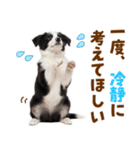毎日使える！感情豊か可愛いボーダーコリー（個別スタンプ：36）