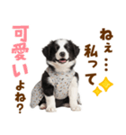 毎日使える！感情豊か可愛いボーダーコリー（個別スタンプ：37）