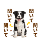 毎日使える！感情豊か可愛いボーダーコリー（個別スタンプ：38）