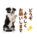 毎日使える！感情豊か可愛いボーダーコリー（個別スタンプ：39）