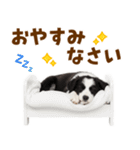 毎日使える！感情豊か可愛いボーダーコリー（個別スタンプ：40）