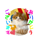 ねこまーち もちもちモコモコプリンセス（個別スタンプ：1）