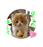 ねこまーち もちもちモコモコプリンセス（個別スタンプ：3）