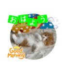 ねこまーち もちもちモコモコプリンセス（個別スタンプ：5）