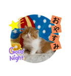 ねこまーち もちもちモコモコプリンセス（個別スタンプ：6）
