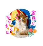 ねこまーち もちもちモコモコプリンセス（個別スタンプ：8）