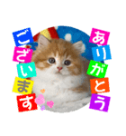 ねこまーち もちもちふわふわプリンセス（個別スタンプ：1）