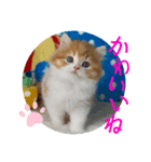 ねこまーち もちもちふわふわプリンセス（個別スタンプ：3）