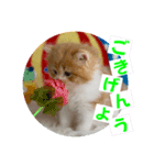 ねこまーち もちもちふわふわプリンセス（個別スタンプ：6）