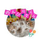 ねこまーち もちもちふわふわプリンセス（個別スタンプ：7）