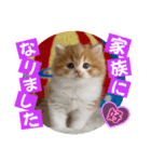 ねこまーち もちもちふわふわプリンセス（個別スタンプ：8）