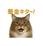 週末だ！華金スタンプ！サイベリアン猫（個別スタンプ：1）