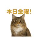 週末だ！華金スタンプ！サイベリアン猫（個別スタンプ：2）