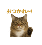 週末だ！華金スタンプ！サイベリアン猫（個別スタンプ：4）
