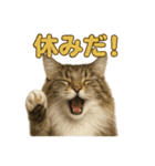 週末だ！華金スタンプ！サイベリアン猫（個別スタンプ：5）