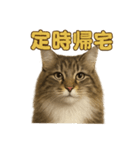 週末だ！華金スタンプ！サイベリアン猫（個別スタンプ：7）