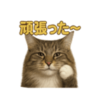 週末だ！華金スタンプ！サイベリアン猫（個別スタンプ：8）