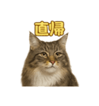 週末だ！華金スタンプ！サイベリアン猫（個別スタンプ：9）